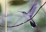 Gray-breasted Sabrewing